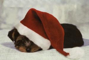 YorkiePuppyChristmasClearance